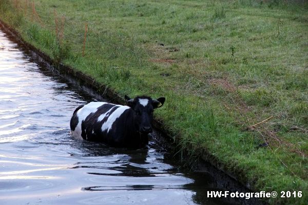 Henry-Wallinga©-Koe-Ringweg-Genemuiden-05