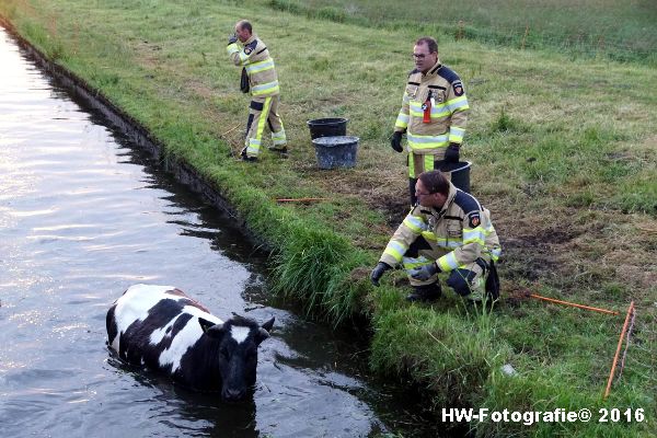 Henry-Wallinga©-Koe-Ringweg-Genemuiden-06