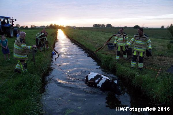 Henry-Wallinga©-Koe-Ringweg-Genemuiden-07