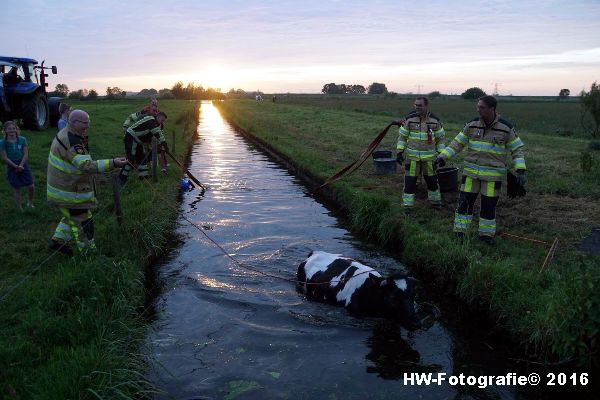 Henry-Wallinga©-Koe-Ringweg-Genemuiden-07