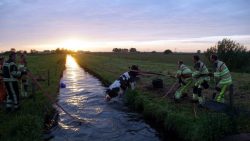 Henry-Wallinga©-Koe-Ringweg-Genemuiden-08