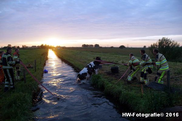 Henry-Wallinga©-Koe-Ringweg-Genemuiden-08