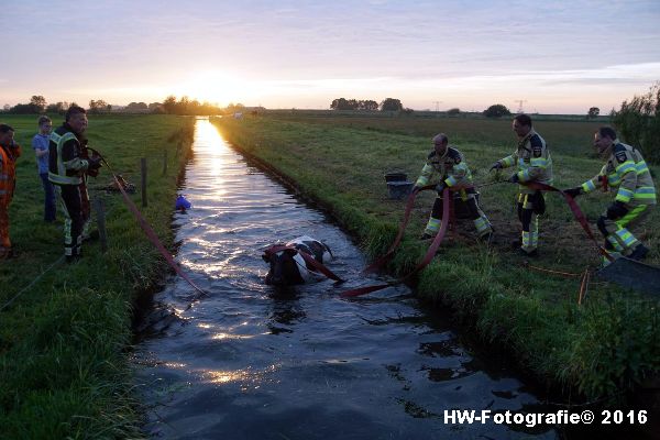 Henry-Wallinga©-Koe-Ringweg-Genemuiden-09