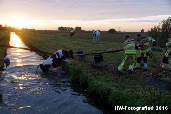 Henry-Wallinga©-Koe-Ringweg-Genemuiden-10