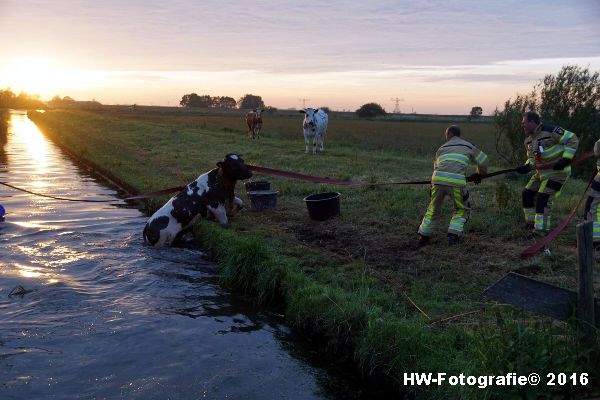 Henry-Wallinga©-Koe-Ringweg-Genemuiden-11