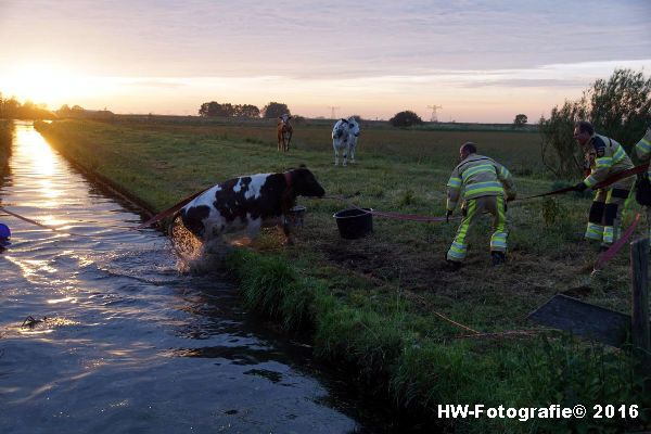 Henry-Wallinga©-Koe-Ringweg-Genemuiden-12