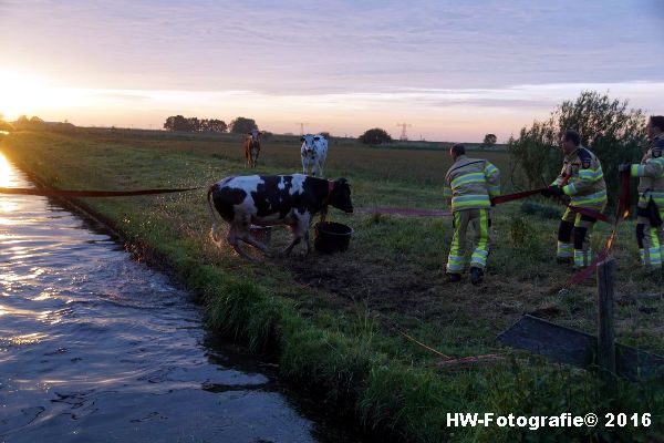 Henry-Wallinga©-Koe-Ringweg-Genemuiden-13