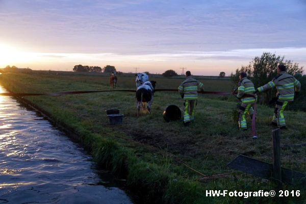 Henry-Wallinga©-Koe-Ringweg-Genemuiden-14