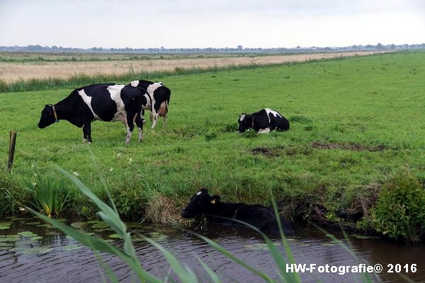 Henry-Wallinga©-Koe-Rechterensweg-2-Rouveen-01