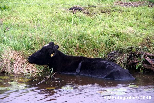 Henry-Wallinga©-Koe-Rechterensweg-2-Rouveen-02