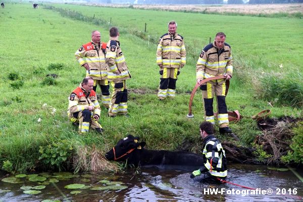 Henry-Wallinga©-Koe-Rechterensweg-2-Rouveen-03