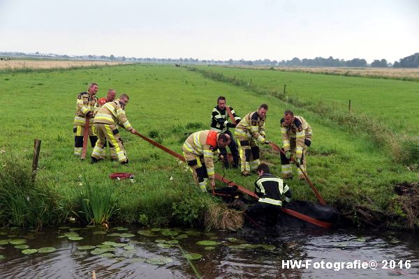 Henry-Wallinga©-Koe-Rechterensweg-2-Rouveen-05