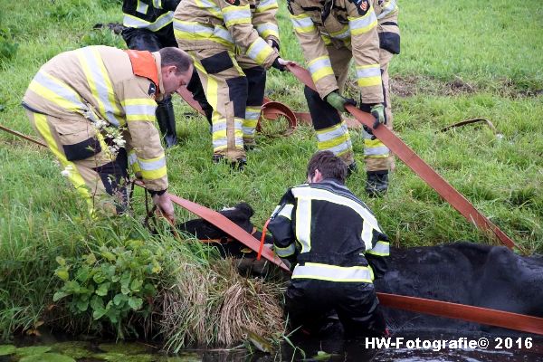 Henry-Wallinga©-Koe-Rechterensweg-2-Rouveen-06