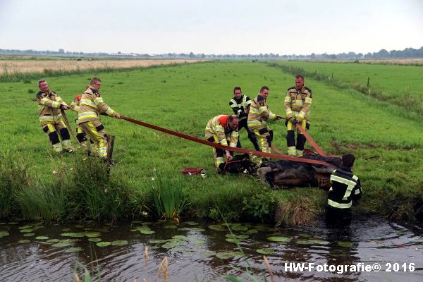 Henry-Wallinga©-Koe-Rechterensweg-2-Rouveen-07