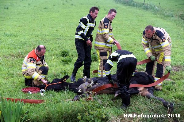 Henry-Wallinga©-Koe-Rechterensweg-2-Rouveen-08