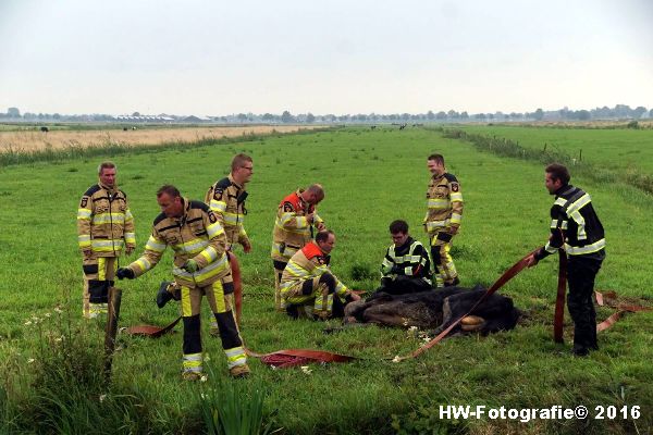 Henry-Wallinga©-Koe-Rechterensweg-2-Rouveen-09