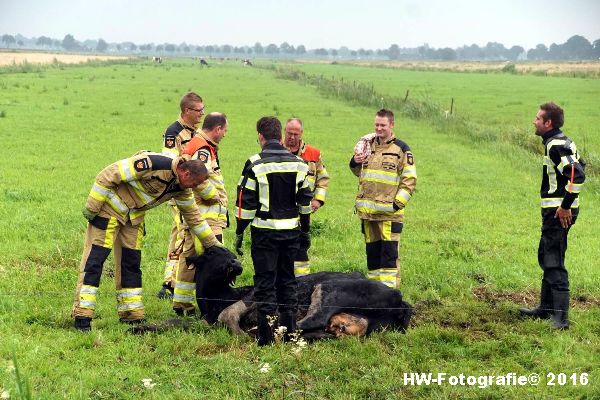 Henry-Wallinga©-Koe-Rechterensweg-2-Rouveen-11