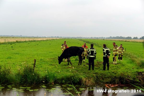 Henry-Wallinga©-Koe-Rechterensweg-2-Rouveen-12