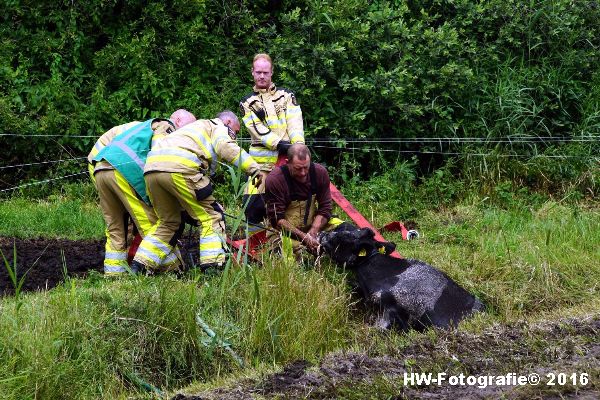 Henry-Wallinga©-Koe-Rechterensweg-Rouveen-03