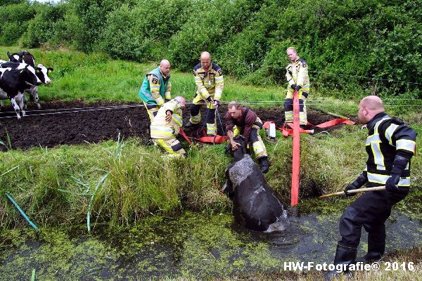 Henry-Wallinga©-Koe-Rechterensweg-Rouveen-04