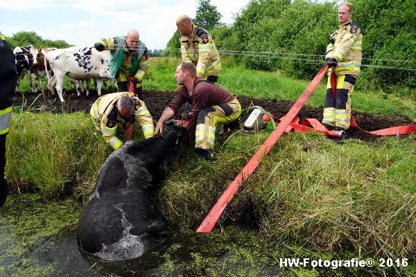 Henry-Wallinga©-Koe-Rechterensweg-Rouveen-05