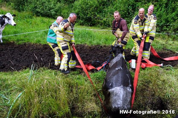 Henry-Wallinga©-Koe-Rechterensweg-Rouveen-06