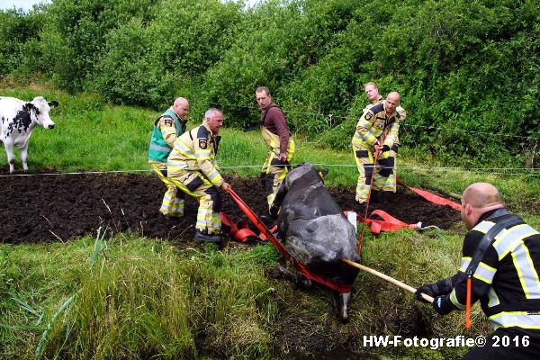 Henry-Wallinga©-Koe-Rechterensweg-Rouveen-07