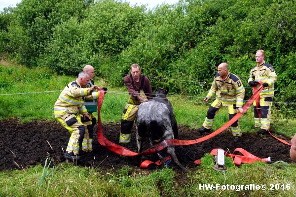 Henry-Wallinga©-Koe-Rechterensweg-Rouveen-08