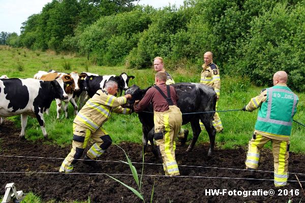 Henry-Wallinga©-Koe-Rechterensweg-Rouveen-09