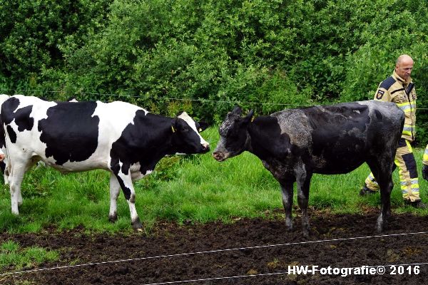 Henry-Wallinga©-Koe-Rechterensweg-Rouveen-10