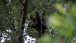 Henry-Wallinga©-Poes-Hooibergen-Hasselt-01