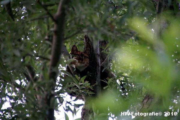 Henry-Wallinga©-Poes-Hooibergen-Hasselt-01