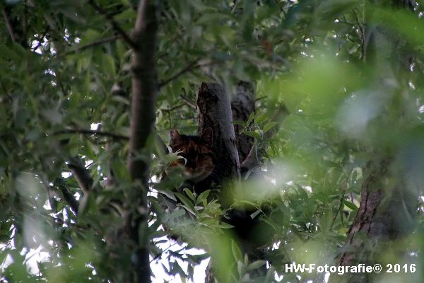 Henry-Wallinga©-Poes-Hooibergen-Hasselt-02