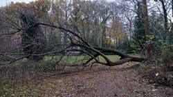 henry-wallinga-stormschade-hasselt-08