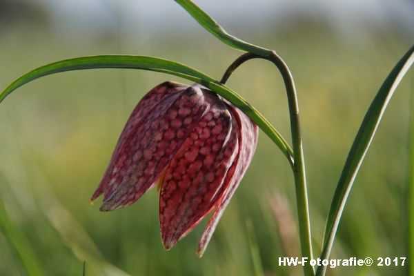 Henry-Wallinga©-Kievitsbloem-Hasselt-01