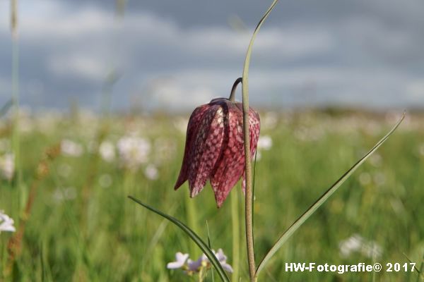 Henry-Wallinga©-Kievitsbloem-Hasselt-02