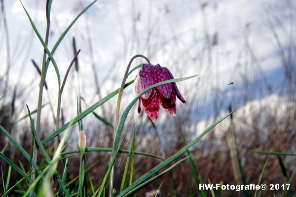 Henry-Wallinga©-Kievitsbloem-Hasselt-03