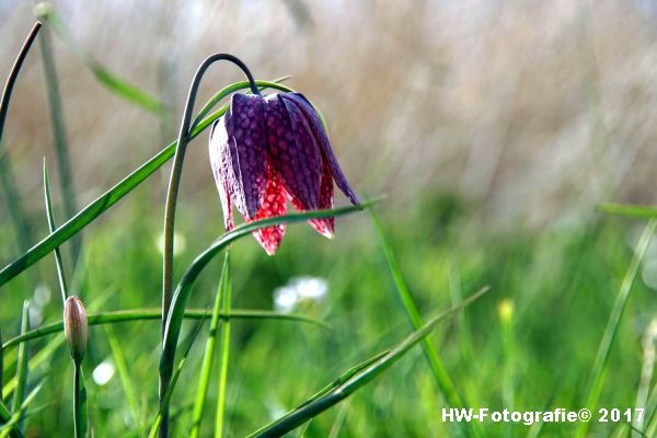 Henry-Wallinga©-Kievitsbloem-Hasselt-04