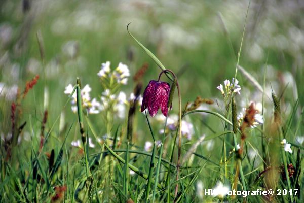 Henry-Wallinga©-Kievitsbloem-Hasselt-05