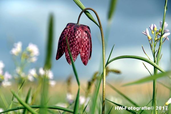 Henry-Wallinga©-Kievitsbloem-Hasselt-06