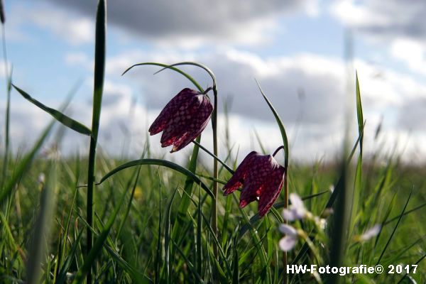 Henry-Wallinga©-Kievitsbloem-Hasselt-07