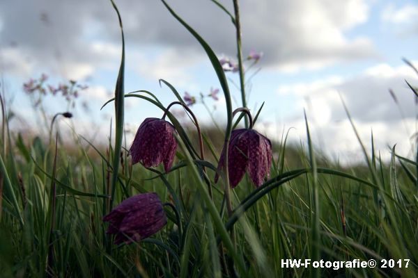 Henry-Wallinga©-Kievitsbloem-Hasselt-08