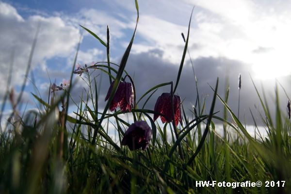 Henry-Wallinga©-Kievitsbloem-Hasselt-09