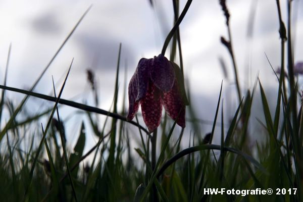 Henry-Wallinga©-Kievitsbloem-Hasselt-10