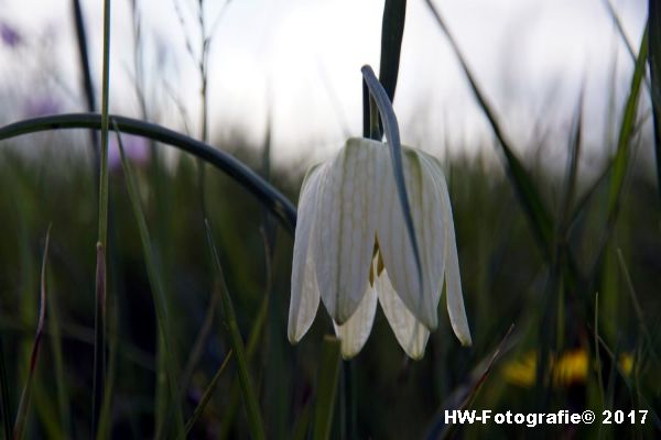 Henry-Wallinga©-Kievitsbloem-Hasselt-11