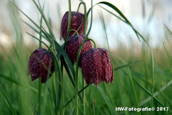 Henry-Wallinga©-Kievitsbloem-Hasselt-12