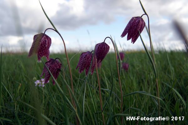 Henry-Wallinga©-Kievitsbloem-Hasselt-13