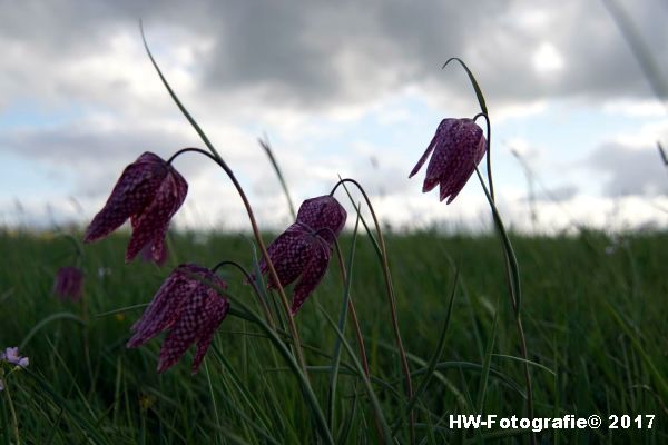 Henry-Wallinga©-Kievitsbloem-Hasselt-14