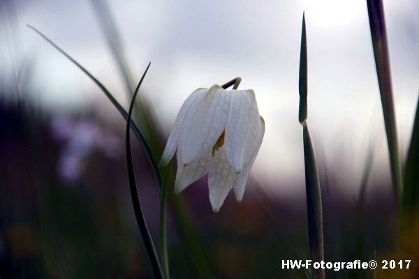 Henry-Wallinga©-Kievitsbloem-Hasselt-15