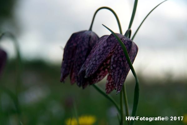 Henry-Wallinga©-Kievitsbloem-Hasselt-16